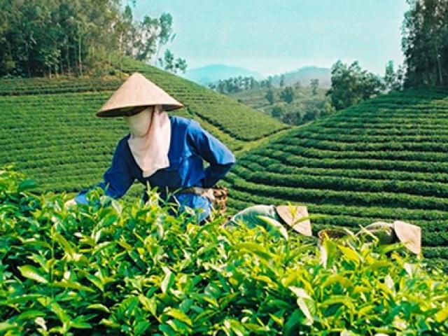 Tài chính - Bất động sản - "Cởi trói" cho đại gia rót tiền vào nông nghiệp