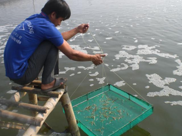 Thị trường - Tiêu dùng - Bản tin tài chính kinh doanh 06/08: Mưa kéo dài, nhiều hộ dân phải bán tôm non để cứu vốn