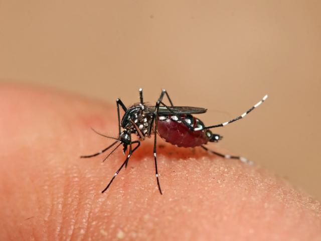 Sức khỏe đời sống - TP.HCM: Sốt xuất huyết tăng 47%