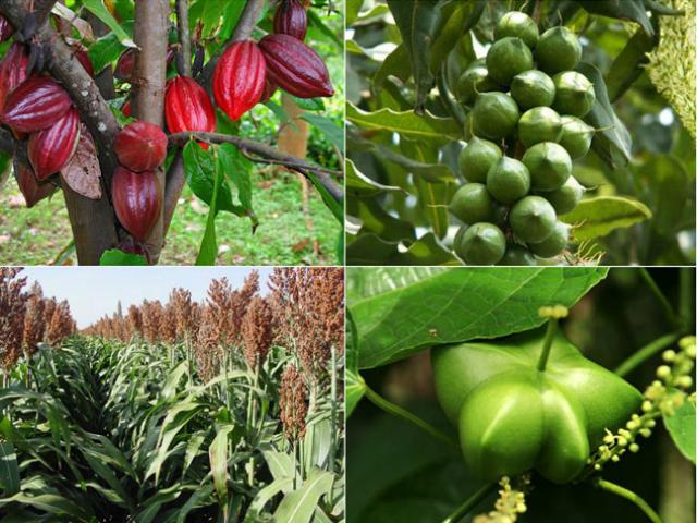Thị trường - Tiêu dùng - Nhận diện 4 loại "cây tỷ đô" du nhập về Việt Nam