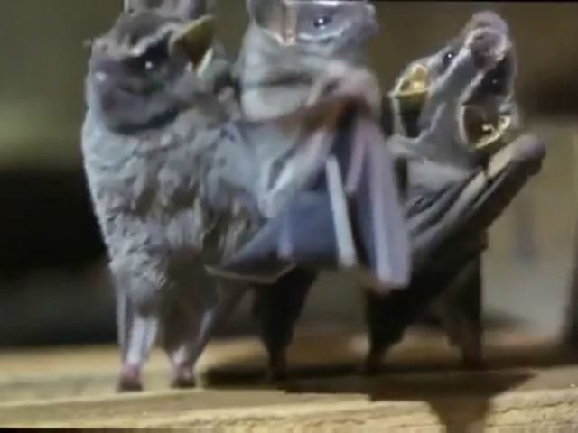 Phi thường - kỳ quặc - Clip những chú dơi siêu đáng yêu khi nghe nhạc