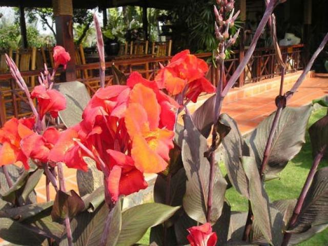 Sức khỏe đời sống - Cây dong riềng đỏ, "thần dược" cho người mắc bệnh tim mạch