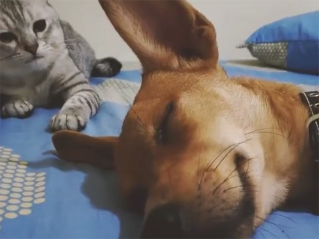 Clip mèo “đầu gấu“ đánh trộm chó đang ngủ gây sốt