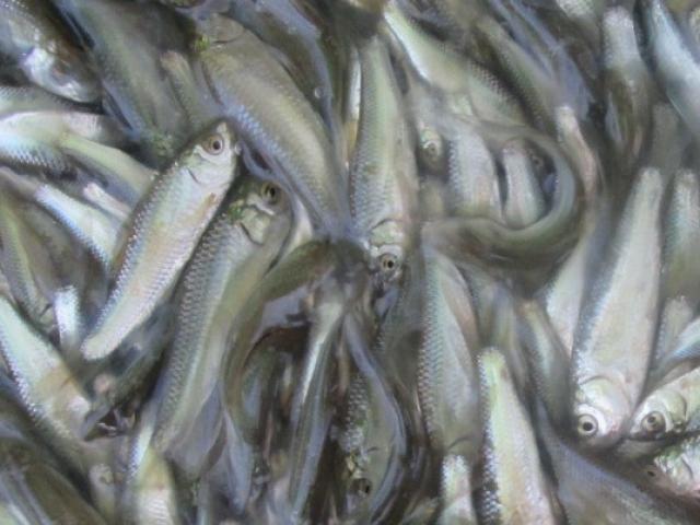 Thị trường - Tiêu dùng - Đặc sản cá linh non đầu mùa đắt hơn thịt bò