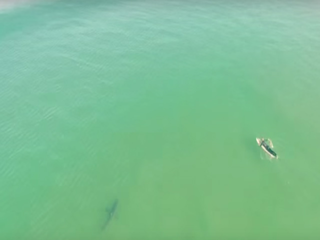 Thể thao - Rùng mình VĐV lướt sóng trên biển đầy cá mập