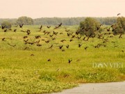 Du lịch - Hoang sơ &quot;vũ điệu ngày hè&quot; ở Vườn quốc gia Tràm Chim