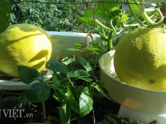 Thị trường - Tiêu dùng - "Bí kíp luyện" chanh, dưa, ổi… trĩu trịt quả trong thùng xốp