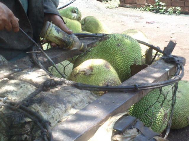 Thị trường - Tiêu dùng - Thương lái "diễn ảo thuật": Biến trái cây non thành chín đẹp