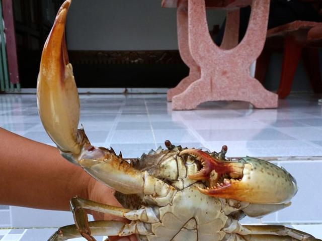 Thị trường - Tiêu dùng - Cua biển 3 càng được thương lái tranh mua