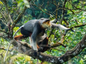 Tin tức trong ngày - Đà Nẵng: Cứu hộ “nữ hoàng linh trưởng” quý hiếm