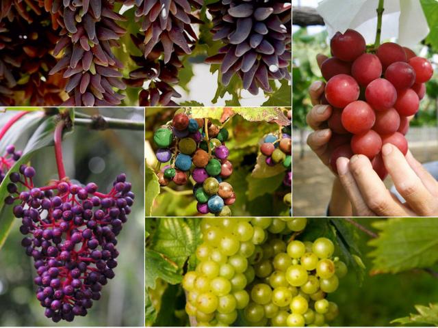 Thị trường - Tiêu dùng - 8 giống nho "nhất quả đất"