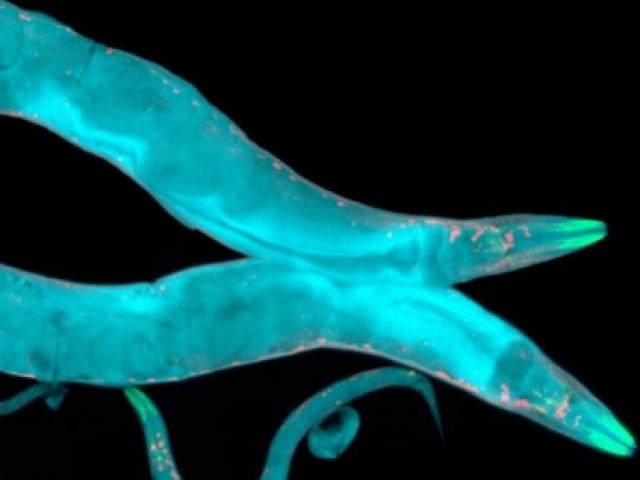 Sức khỏe đời sống - Sắp tìm ra phương pháp giúp con người bất tử