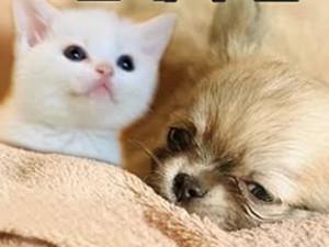 Phim - Cặp đôi chó, mèo dễ thương gây “bão” truyền hình Hàn