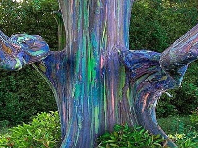 Phi thường - kỳ quặc - 10 hiện tượng tự nhiên kỳ lạ và tuyệt vời nhất thế giới