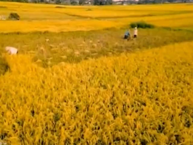 Du lịch - Hành trình của hạt gạo Việt