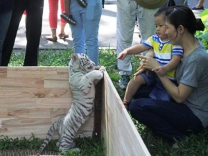 Tin tức trong ngày - Người Sài Gòn thích thú chụp hình cùng hổ trắng quý hiếm