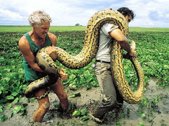 Phi thường - kỳ quặc - Kinh hãi trước 5 loài mãng xà khổng lồ nhất Trái Đất