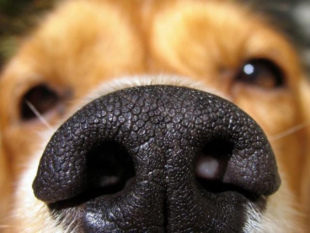 Sức khỏe đời sống - Dùng chó để "đánh hơi" bệnh ung thư