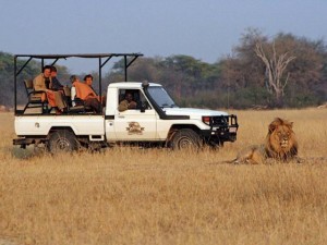 Tin tức trong ngày - Zimbabwe: Hướng dẫn viên du lịch bị sư tử sát hại