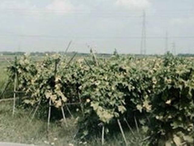 Trọng án - Chém hàng xóm trọng thương rồi về nhà tự tử