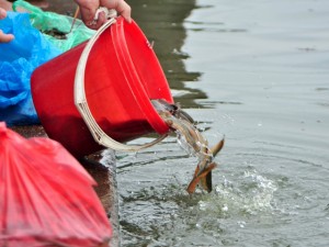 Tin tức trong ngày - Ốc, hến, lươn, trạch... nổi đầy hồ ngày lễ Vu Lan