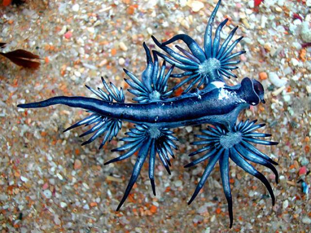 Những ”sinh vật ngoài hành tinh” tuyệt đẹp dưới lòng đại dương