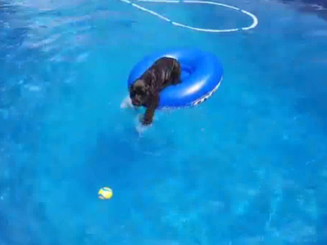 Cười 24h - Video clip: Chú chó thông minh nhất hành tinh