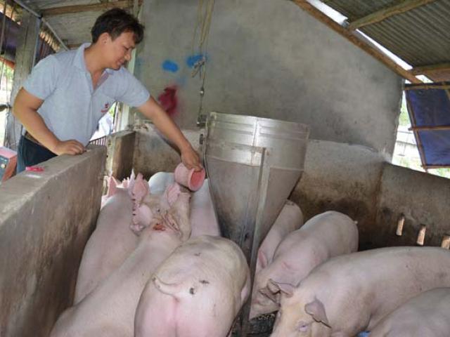 Doanh nhân - Bỏ việc 30 triệu, về quê bắt đồng hoang “đẻ” tiền tỷ