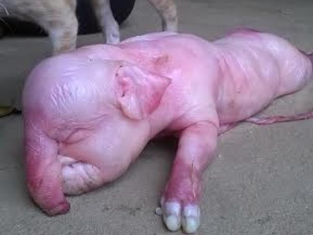 Tin tức trong ngày - Quảng Ngãi: Kỳ lạ heo con có... "vòi voi"