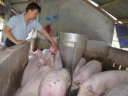 Doanh nhân - Bỏ việc 30 triệu, về quê bắt đồng hoang “đẻ” tiền tỷ