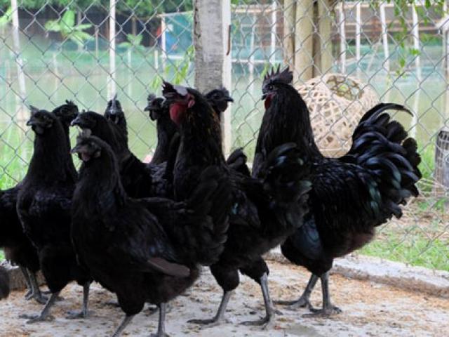 Thị trường - Tiêu dùng - “Sốt” giống gà đen 50 triệu đồng/con có ở VN