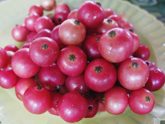 Sức khỏe đời sống - 13 lợi ích tuyệt vời cho sức khỏe từ trái trứng cá