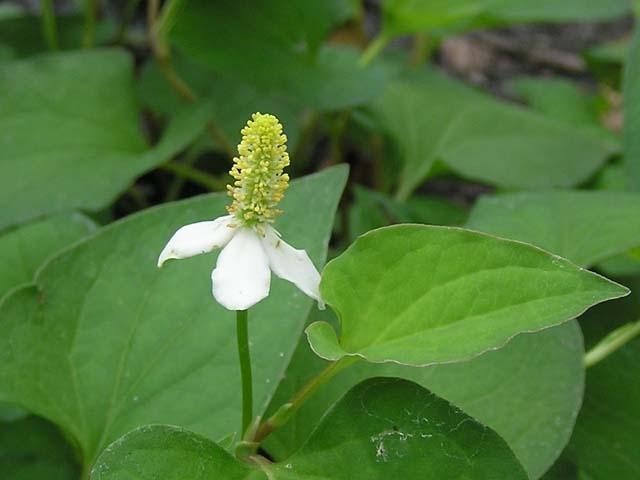 Sức khỏe đời sống - Phương pháp trị nhiệt miệng bằng rau diếp cá