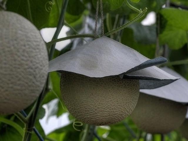 Thị trường - Tiêu dùng - Vì sao dưa lưới Nhật Bản có giá nửa tỷ/cặp ?