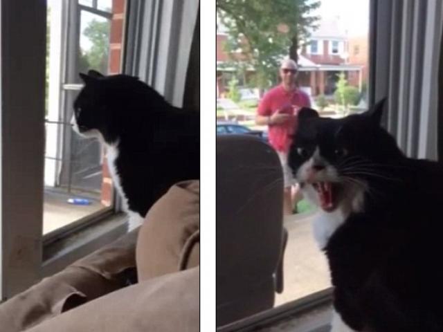 Bạn trẻ - Cuộc sống - Clip: Mèo la hét "phản đối" chủ dắt chó về nuôi