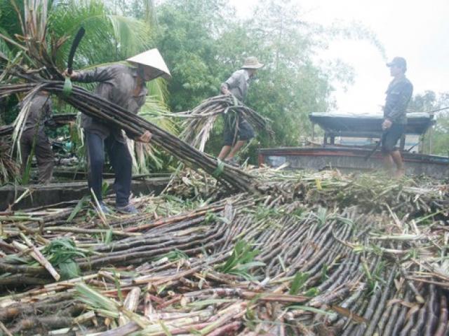 Nhà máy đường lại lo “đói” mía