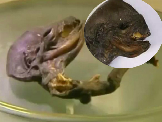 Phi thường - kỳ quặc - Phát hiện quái vật tí hon "ngoài hành tinh"