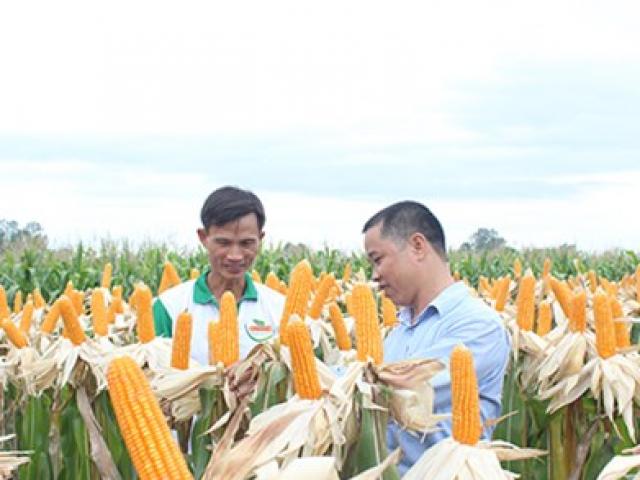 Thị trường - Tiêu dùng - Nông dân Việt "mê" bắp biến đổi gen