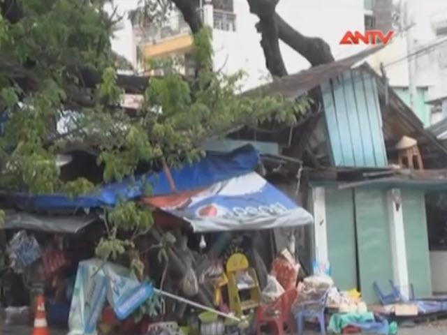 Bản tin 113 - Cây cổ thụ 100 tuổi đè sập nhà dân, 3 người thoát chết