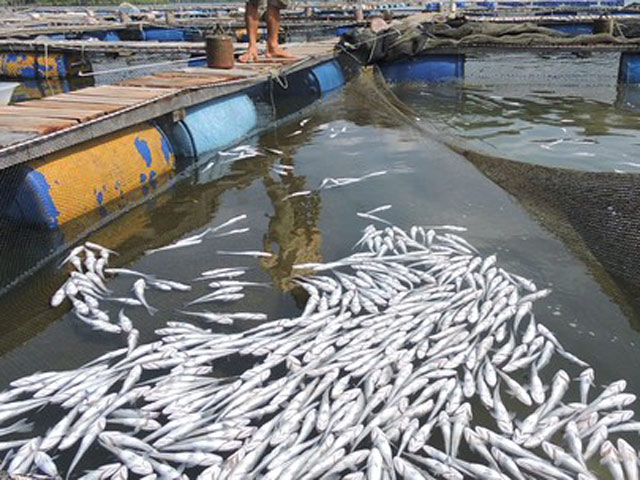 Tin tức trong ngày - Cá chết trắng bè, người nuôi cá đem đổ trước nhà máy