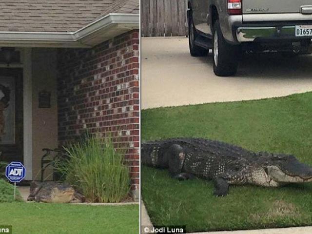 Clip: Cá sấu bật nắp cống chui ra, húc vào cửa nhà dân