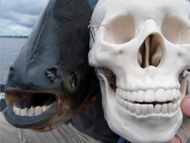 Phi thường - kỳ quặc - Những sinh vật kì dị ngỡ chỉ có trong phim giả tưởng