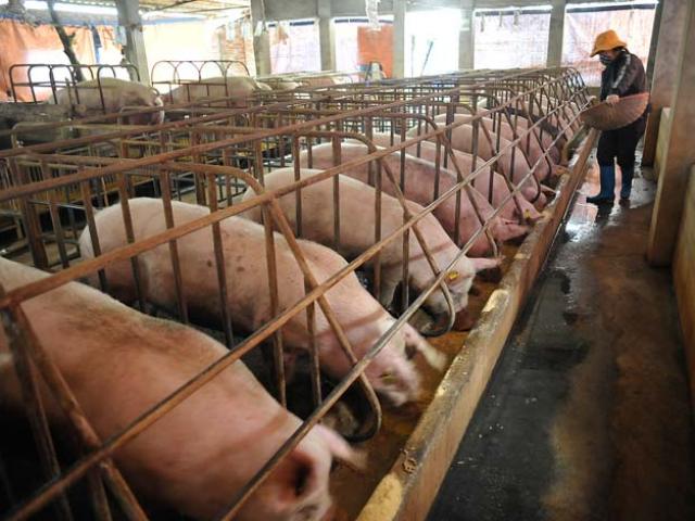 Thị trường - Tiêu dùng - Sử dụng chất tạo nạc: Quá nhiều “ông lớn” vi phạm!