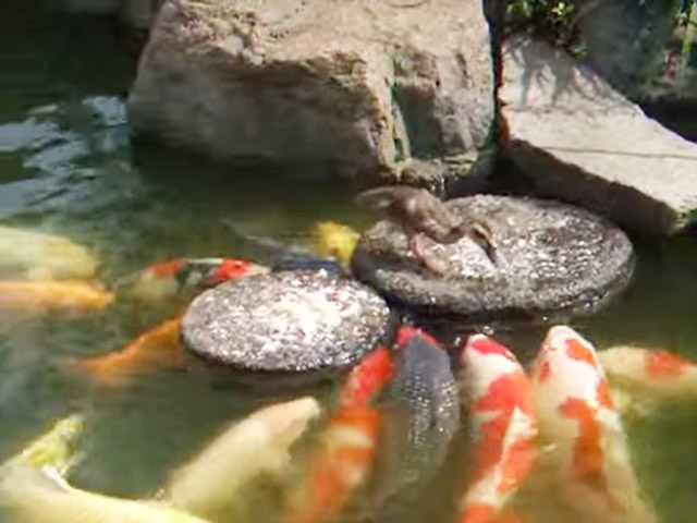 Phi thường - kỳ quặc - Video: Vịt con "bón" thức ăn cho bầy cá háu đói