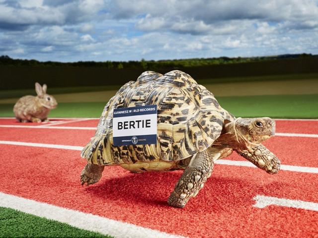 Thể thao - Kỷ lục lạ: Rùa "Usain Bolt" chạy nhanh nhất thế giới