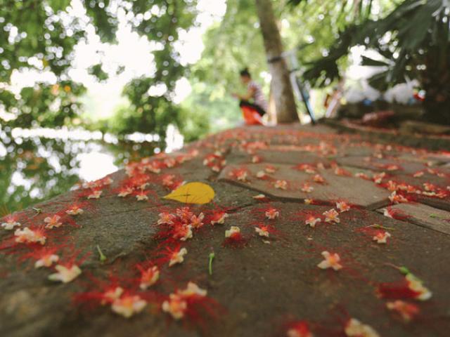 Tin tức trong ngày - Ảnh: Hà Nội đẹp dịu dàng trong nắng sớm mùa thu