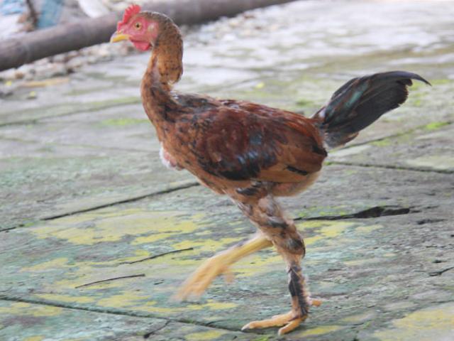 Thị trường - Tiêu dùng - Lạ đời giống gà ta có lông mọc dưới chân