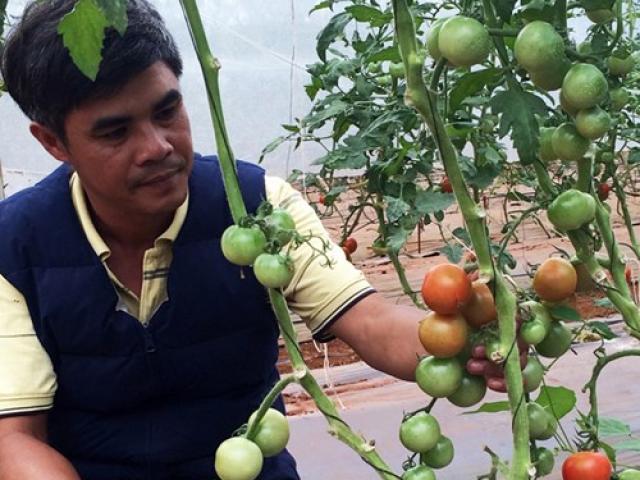 Thị trường - Tiêu dùng - Trang trại rau hữu cơ kiểu Nhật trên cao nguyên