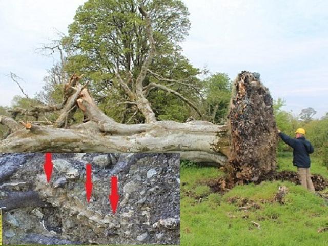 Phát hiện bộ xương 900 năm tuổi dưới gốc cây 215 tuổi