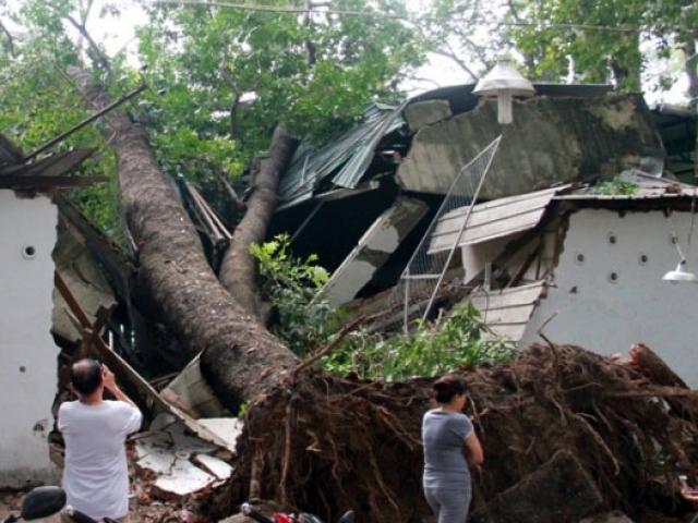 Tin tức trong ngày - TPHCM: Cây trăm tuổi trốc gốc đè sập căng tin